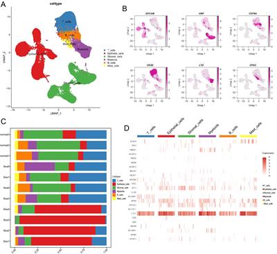 Integrating single-cell transcriptomics to reveal the ferroptosis regulators in the tumor microenvironment that contribute to bladder urothelial carcinoma progression and immunotherapy